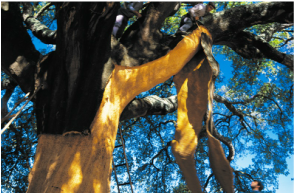 亞朋 葡萄牙軟木樹